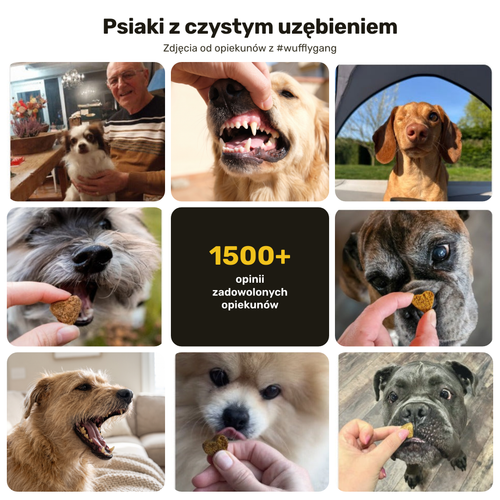 Dental Bright – psiaki z czystym uzębieniem