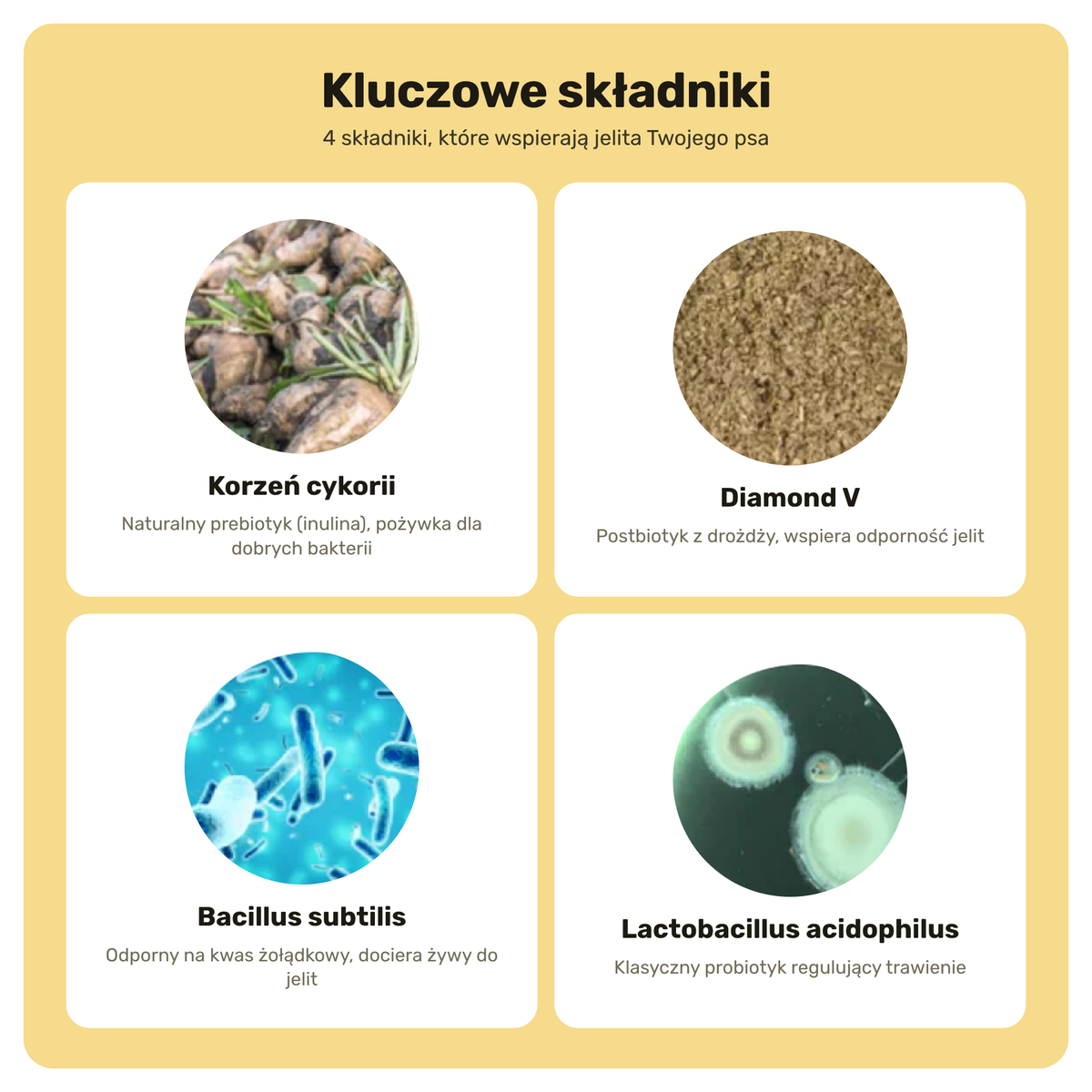 Probiotyki Forte – kluczowe składniki