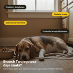 Probiotyki Forte – objawy problemów trawiennych u psa