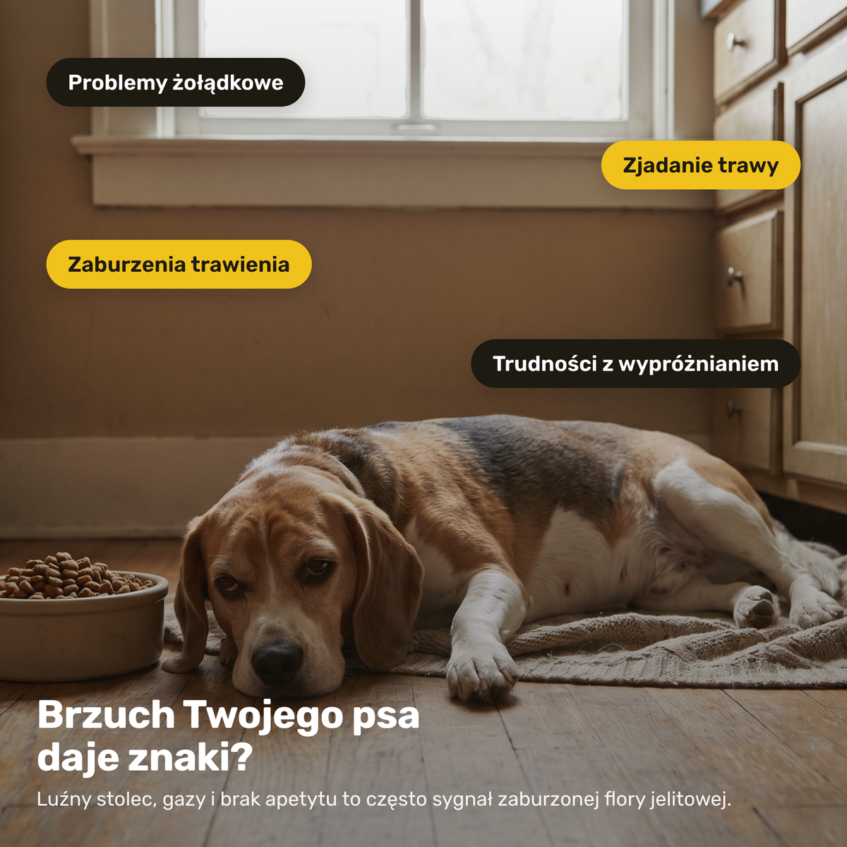 Probiotyki Forte – objawy problemów trawiennych u psa