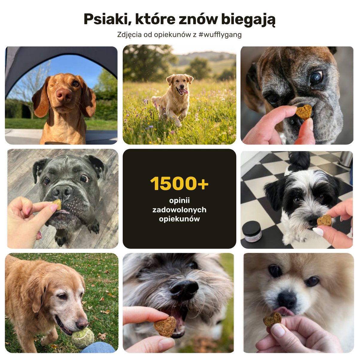 Stawy i Ruchomość – psiaki, które znów biegają