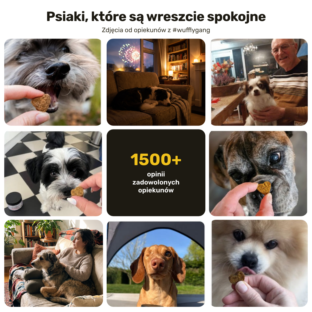 Anty-Stres & Niepokój – psiaki, które są wreszcie spokojne