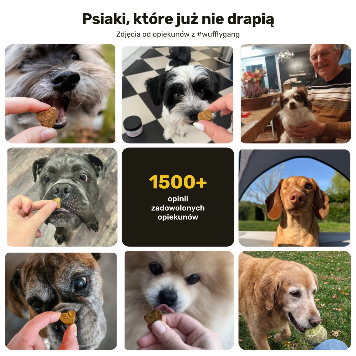 Anty-Świąd – psiaki, które już nie drapią